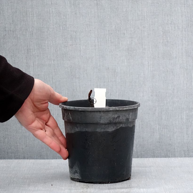 Example of Salvia nemorosa Marcus Haeumanarc - Sauge des bois Pot van 2 l/3 l as you get in hiver