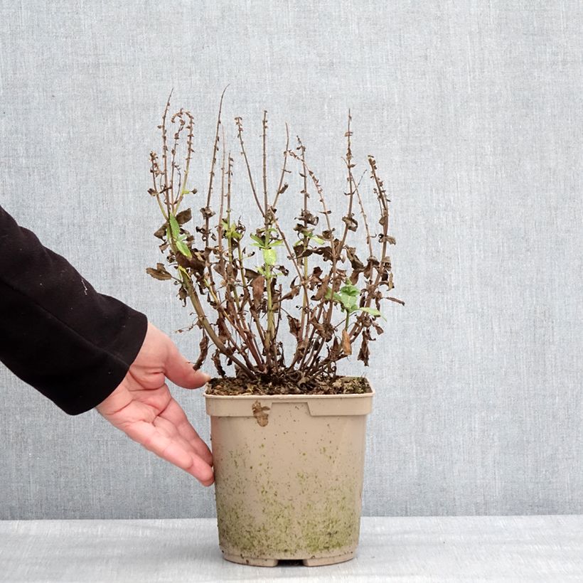 Example of Salvia nemorosa Midnight Rose - Sauge des bois Pot van 2 l/3 l as you get in hiver