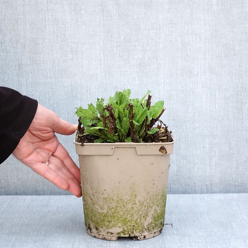 Exemplaar van Salvia nemorosa Midnight Rose - Bossalie Pot van 2 l/3 l zoals geleverd in de lente