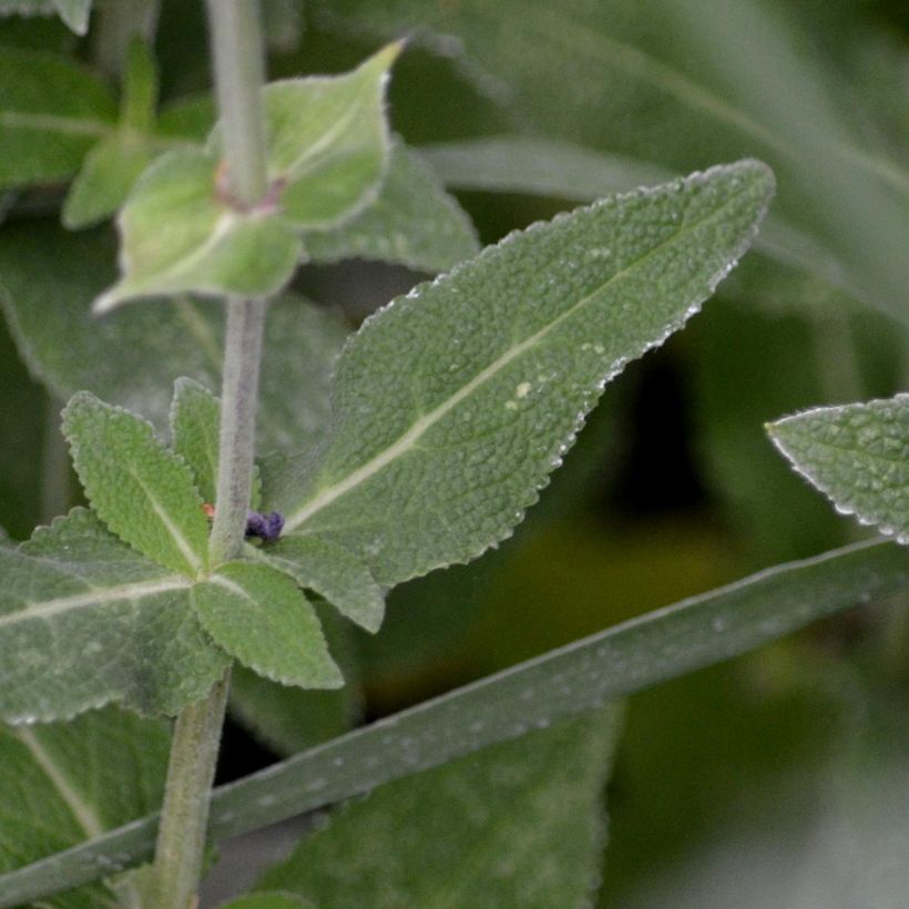 Salvia nemorosa Ostfriesland - Bossalie (Foliage)