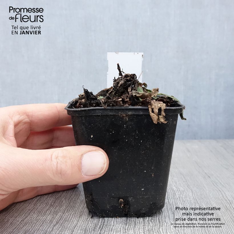 Example of SALVIA nemorosa Rose Queen (Rosakönigin) - Sauge des bois  Kweekpotje van 8/9 cm as you get in hiver