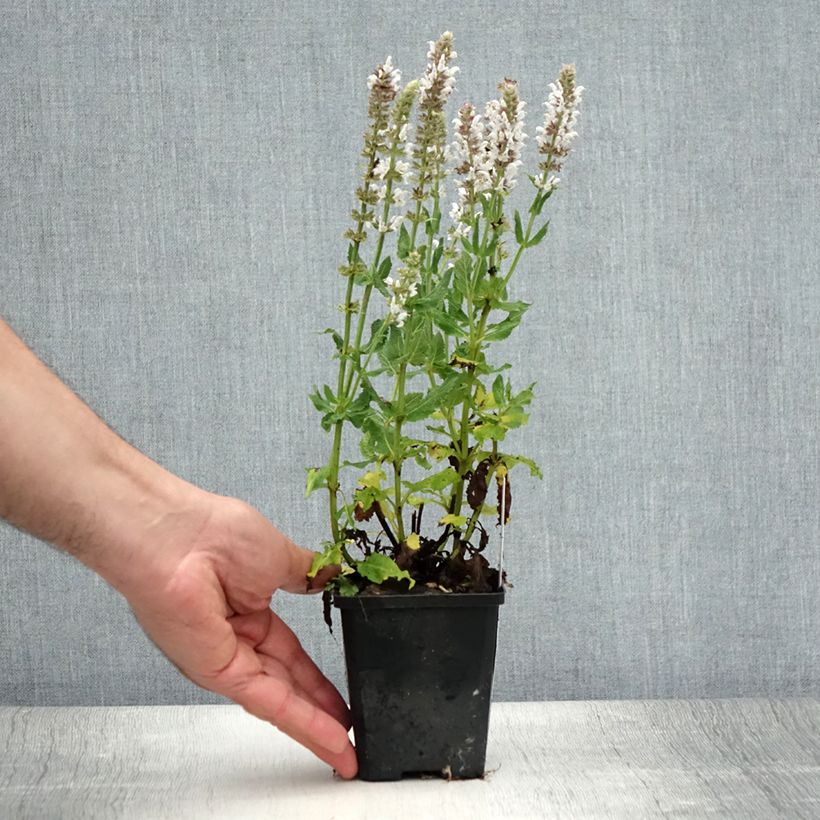 Exemplaar van Salvia nemorosa Salute White - Bossalie Kweekpotje van 8/9 cm zoals geleverd in de zomer