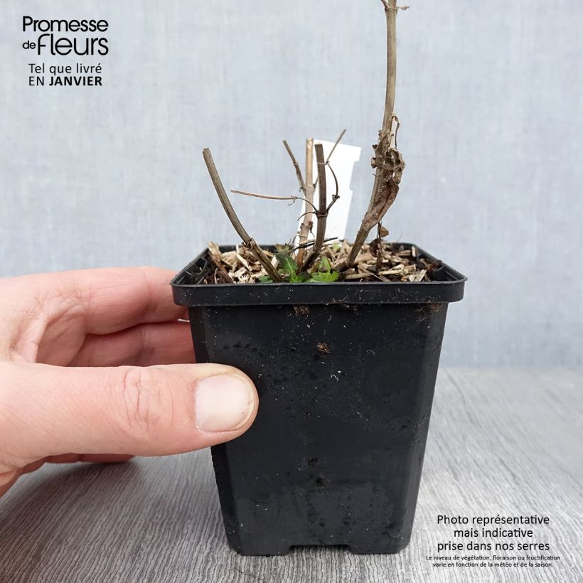 Example of Salvia nemorosa Salute White - Sauge des bois Kweekpotje van 8/9 cm as you get in hiver