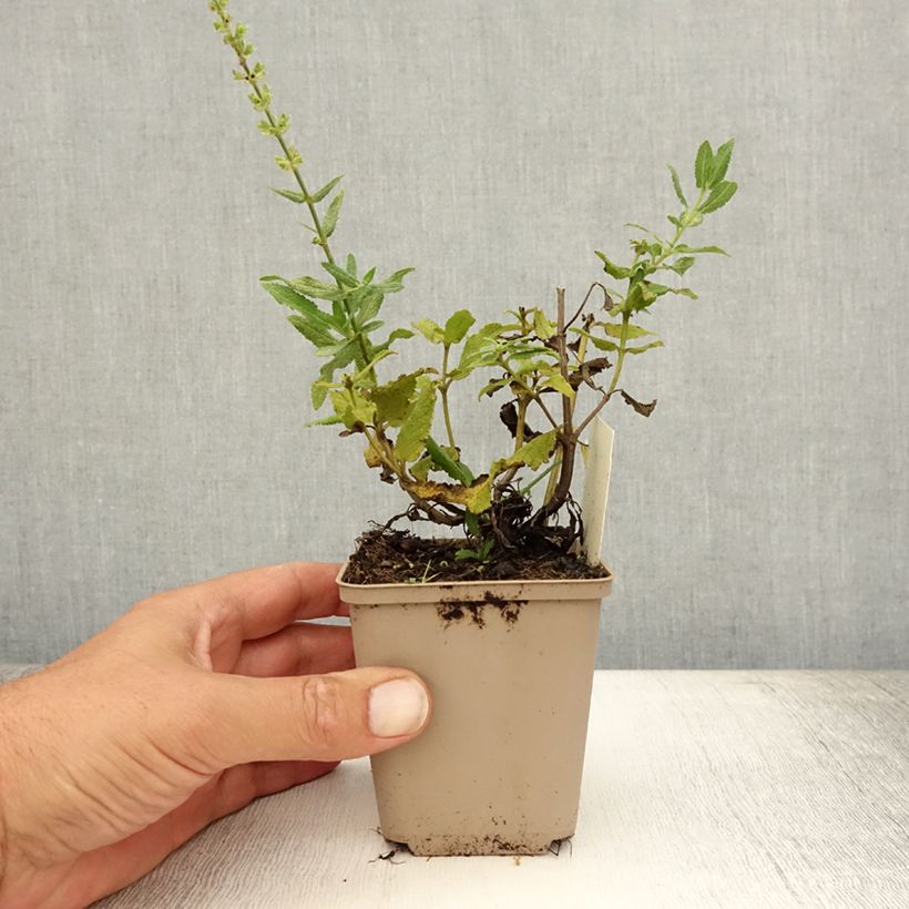 Exemplaar van Salvia nemorosa Schneehügel - Bossalie Kweekpotje van 8/9 cm zoals geleverd in de zomer