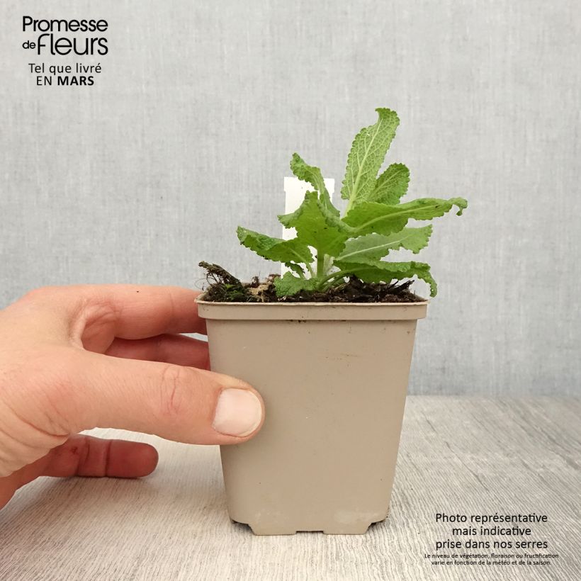 Exemplaar van Salvia nemorosa Sensation White - Bossalie Kweekpotje van 8/9 cm zoals geleverd in de lente