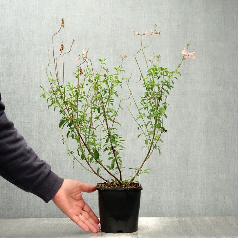 Exemplaar van Salvia Papajan - Herfstsalie Pot van 2 l/3 l zoals geleverd in de zomer