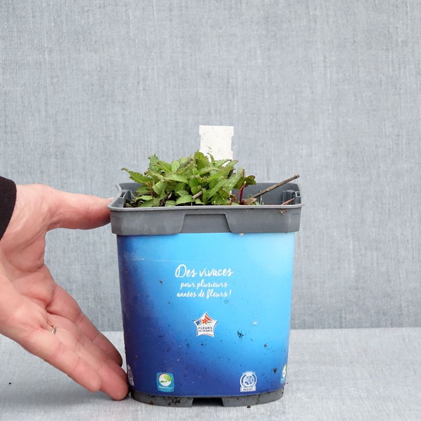 Exemplaar van Salvia pratensis Lyrical Blues - Veldsalie Pot van 2 l/3 l zoals geleverd in de lente