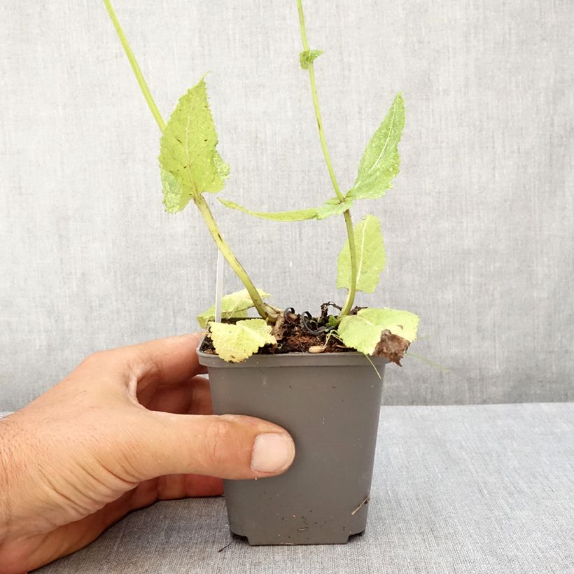 Exemplaar van Salvia pratensis Madeline - Veldsalie Kweekpotje van 8/9 cm zoals geleverd in de zomer