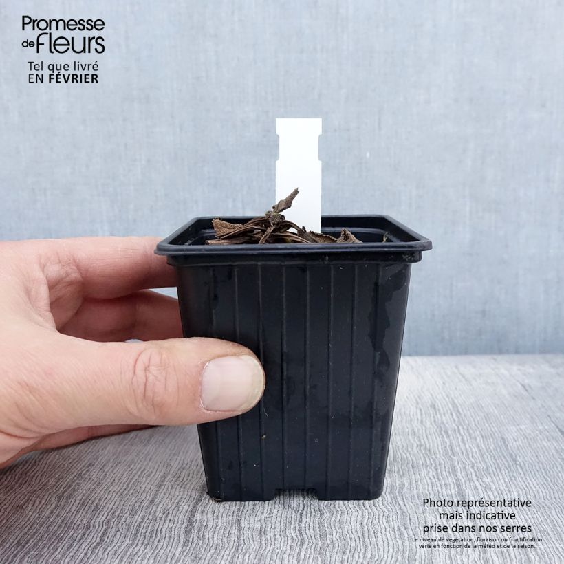 Example of Salvia pratensis Madeline - Veldsalie Kweekpotje van 8/9 cm as you get in hiver