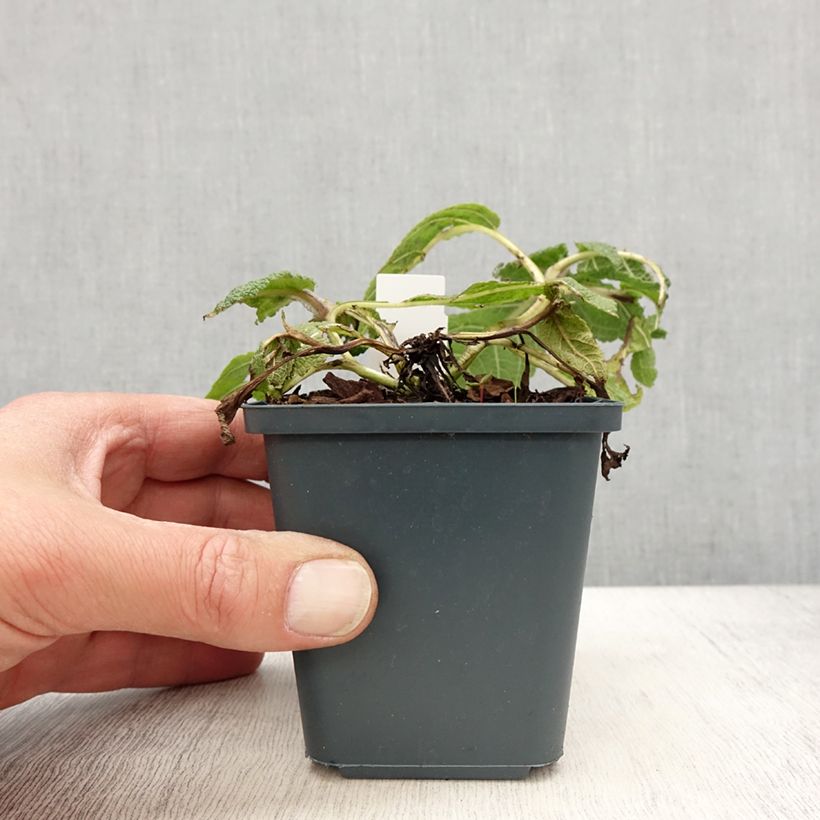 Exemplaar van Salvia pratensis Madeline - Veldsalie Kweekpotje van 8/9 cm zoals geleverd in de lente