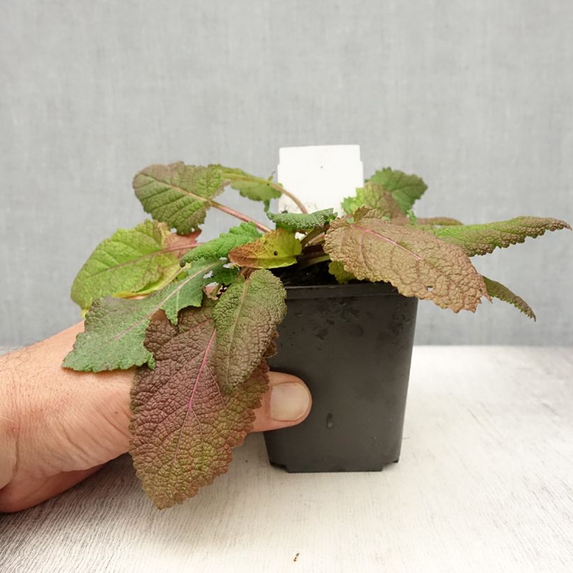 Exemplaar van Salvia pratensis Rose Rhapsody - Veldsalie Kweekpotje van 8/9 cm zoals geleverd in de zomer
