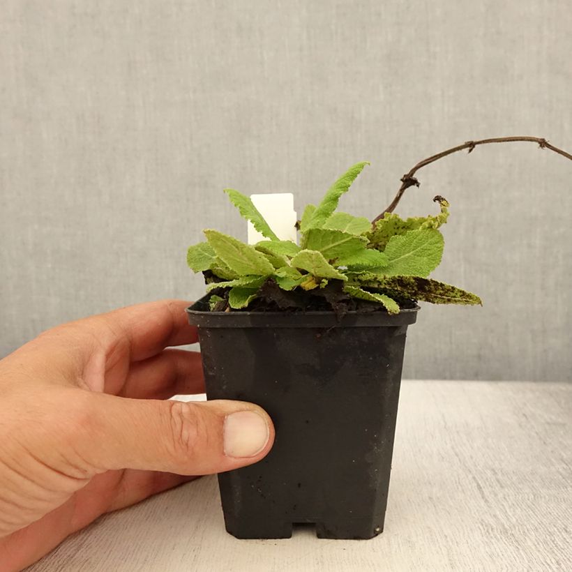 Exemplaar van Salvia pratensis Sky Dance - Veldsalie Kweekpotje van 8/9 cm zoals geleverd in de zomer