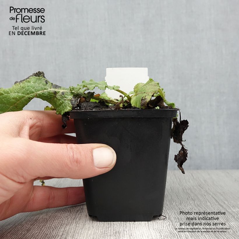 Example of Salvia pratensis Sky Dance - Veldsalie Kweekpotje van 8/9 cm as you get in hiver