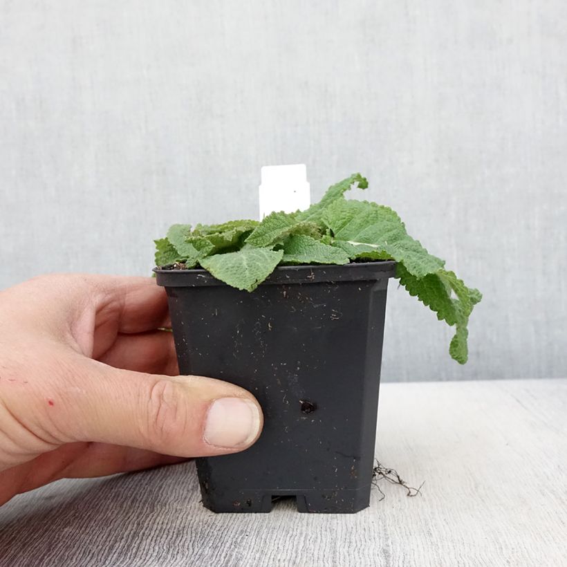 Exemplaar van Salvia pratensis Sky Dance - Veldsalie Kweekpotje van 8/9 cm zoals geleverd in de lente