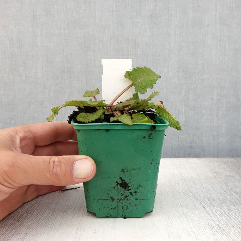 Exemplaar van Salvia pratensis Sweet Esmeralda - Veldsalie Kweekpotje van 8/9 cm zoals geleverd in de zomer