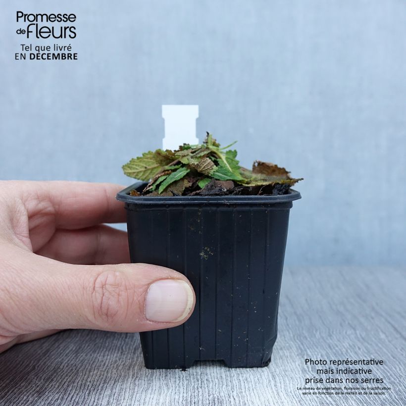 Exemplaar van Salvia pratensis Vanity Flair - Sauge des près  Godet de 8/9 cm zoals geleverd in de herfst