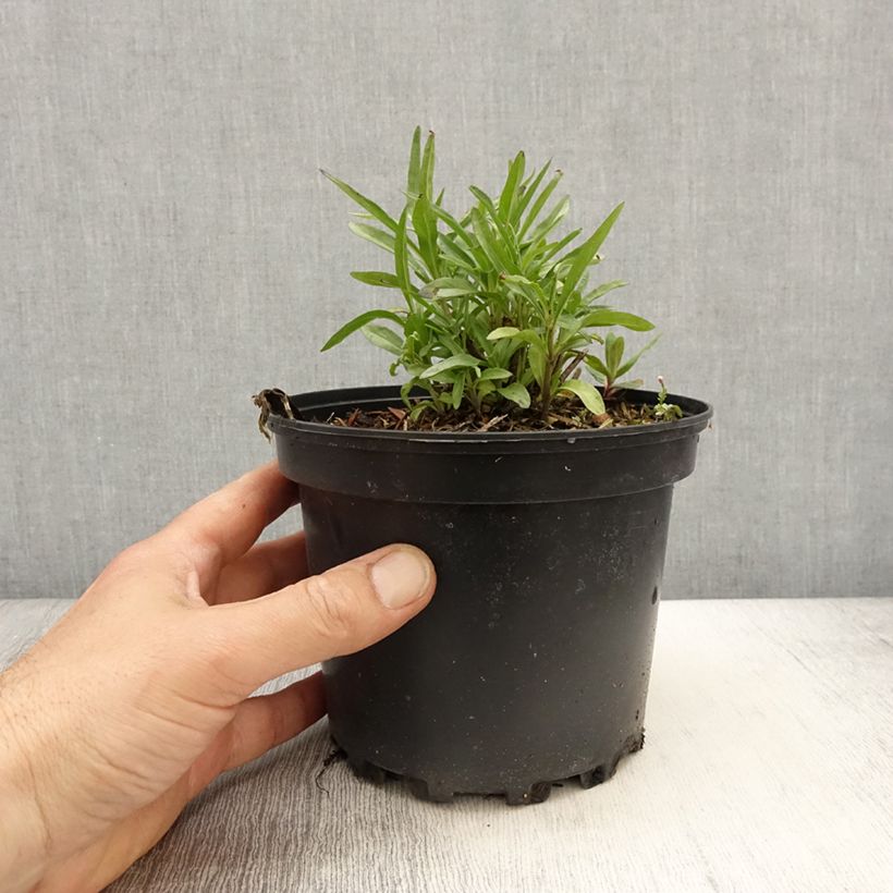 Exemplaar van Salvia reptans West Texas form - Salie Pot van 2 l/3 l zoals geleverd in de lente