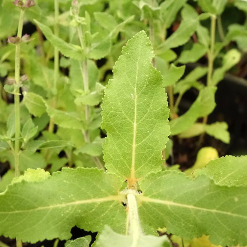 Salvia superba Reine Bleue - Bossalie (Blad)
