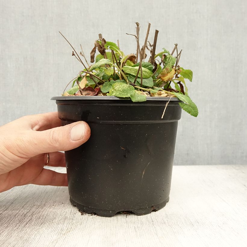 Exemplaar van Salvia superba Reine Bleue - Bossalie Pot van 2 l/3 l zoals geleverd in de herfst