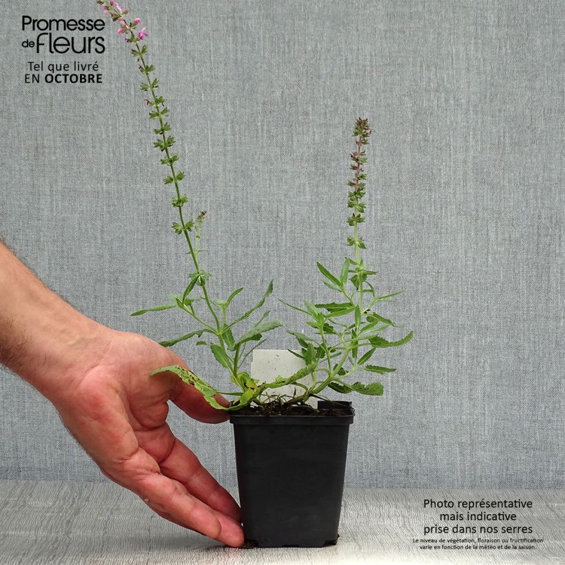 Exemplaar van Salvia superba Reine Rose - Bossalie Kweekpotje van 8/9 cm zoals geleverd in de herfst
