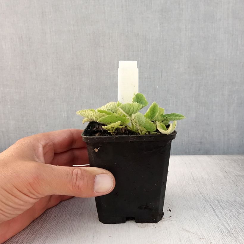 Exemplaar van Salvia verticillata Alba - Kranssalie Kweekpotje van 8/9 cm zoals geleverd in de zomer