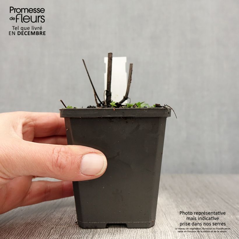 Example of Salvia verticillata Alba - Sauge verticillée Kweekpotje van 8/9 cm as you get in hiver