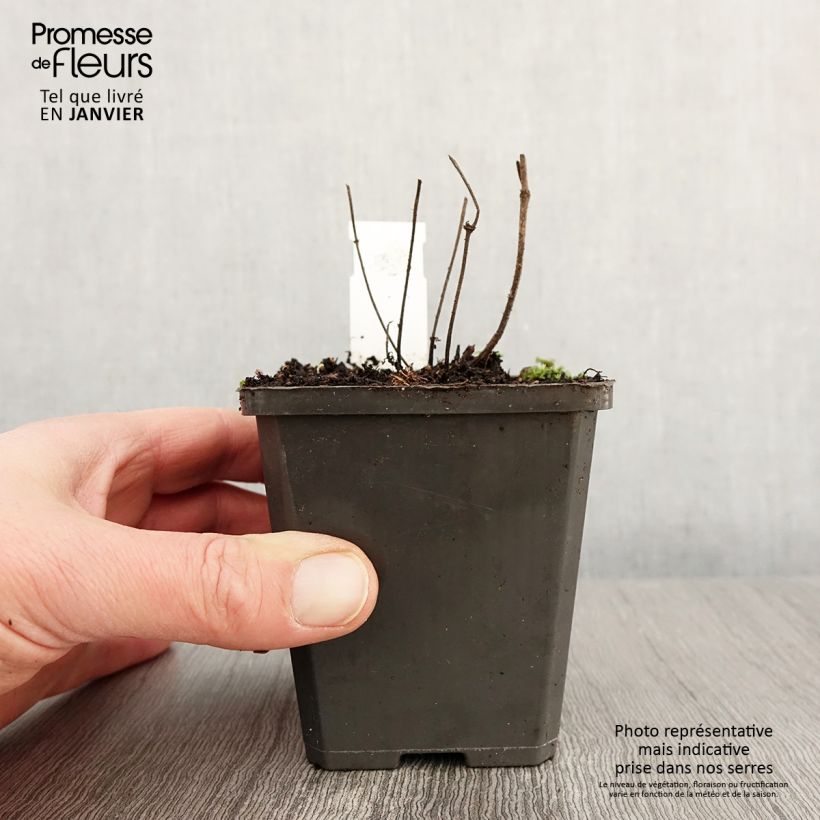 Example of Salvia verticillata Hannay's Blue - Sauge verticillée. Kweekpotje van 8/9 cm as you get in hiver