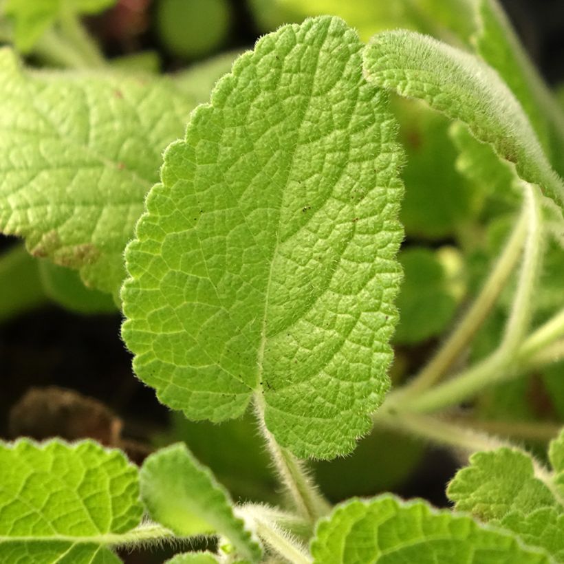 Salvia verticillata Hannays Blue - Kranssalie (Blad)