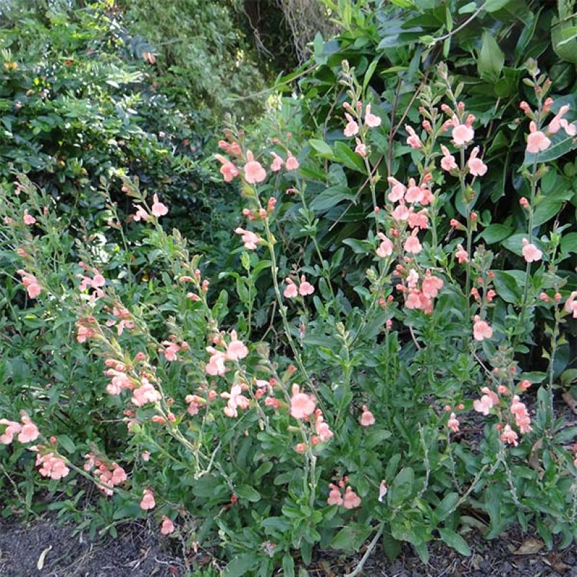 Salvia jamensis California Sunset - Struiksalie (Plant habit)