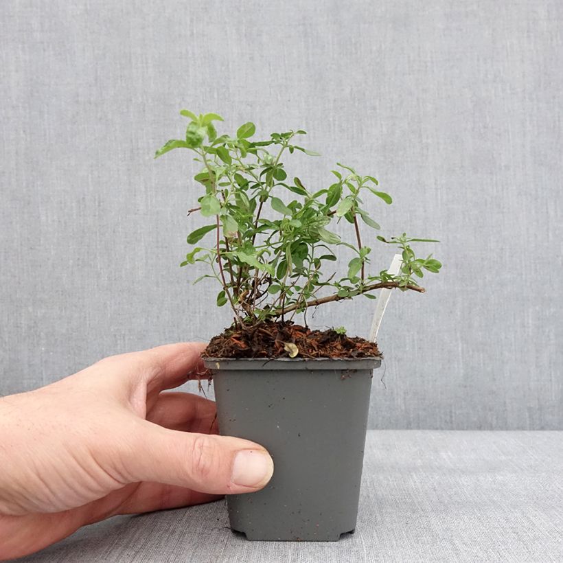 Exemplaar van Salvia jamensis Carolus - Struiksalie Kweekpotje van 8/9 cm zoals geleverd in de winter