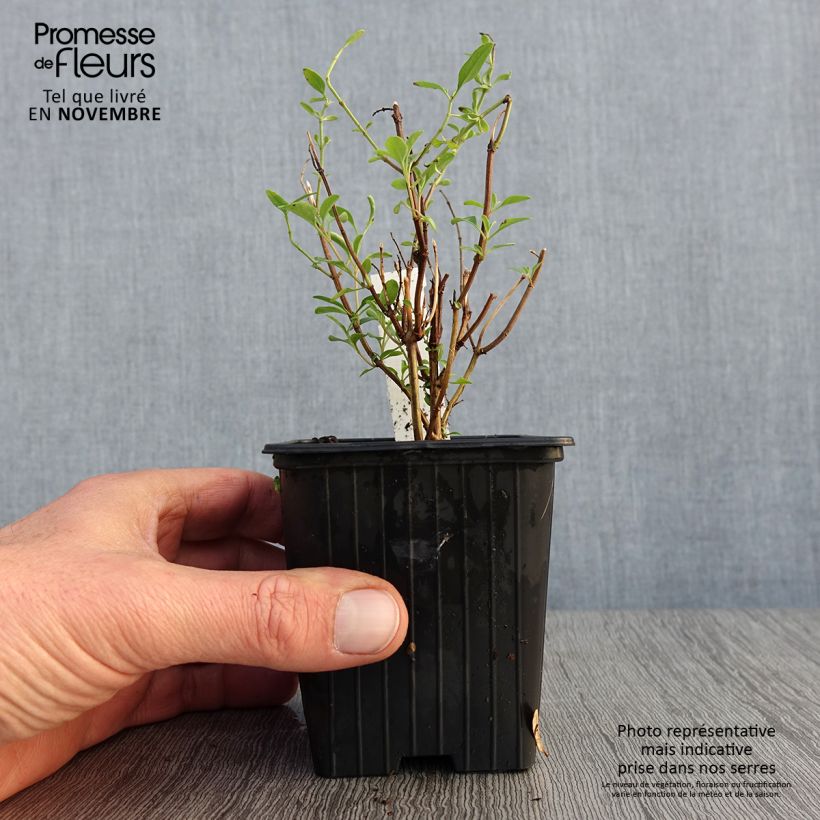 Exemplaar van Salvia jamensis Delice Roselilac - Struiksalie Kweekpotje van 8/9 cm zoals geleverd in de herfst