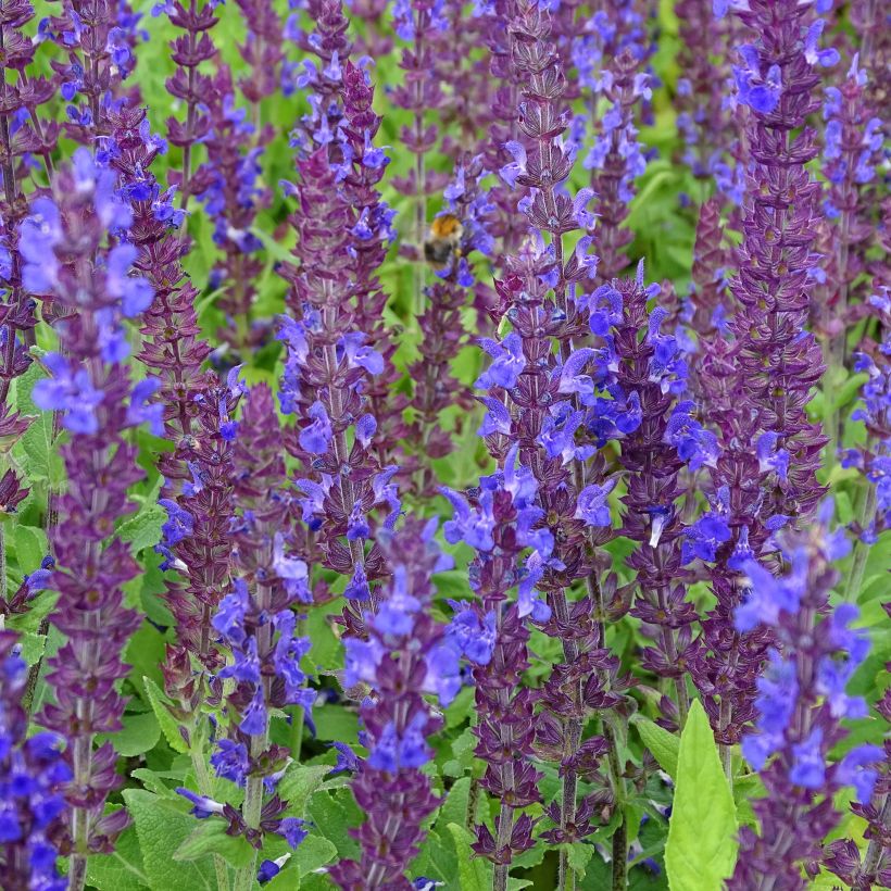 Salvia superba Reine Bleue - Bossalie (Flowering)
