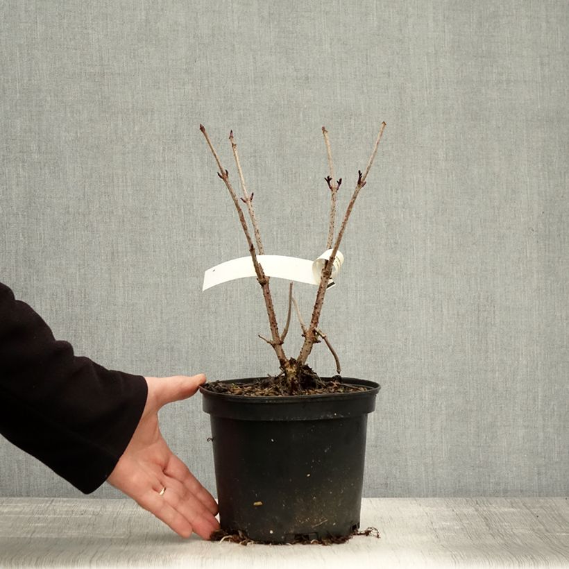 Exemplaar van Sambucus Chocolate Marzipan - Gewone vlier Pot van 3 l/4 l zoals geleverd in de herfst