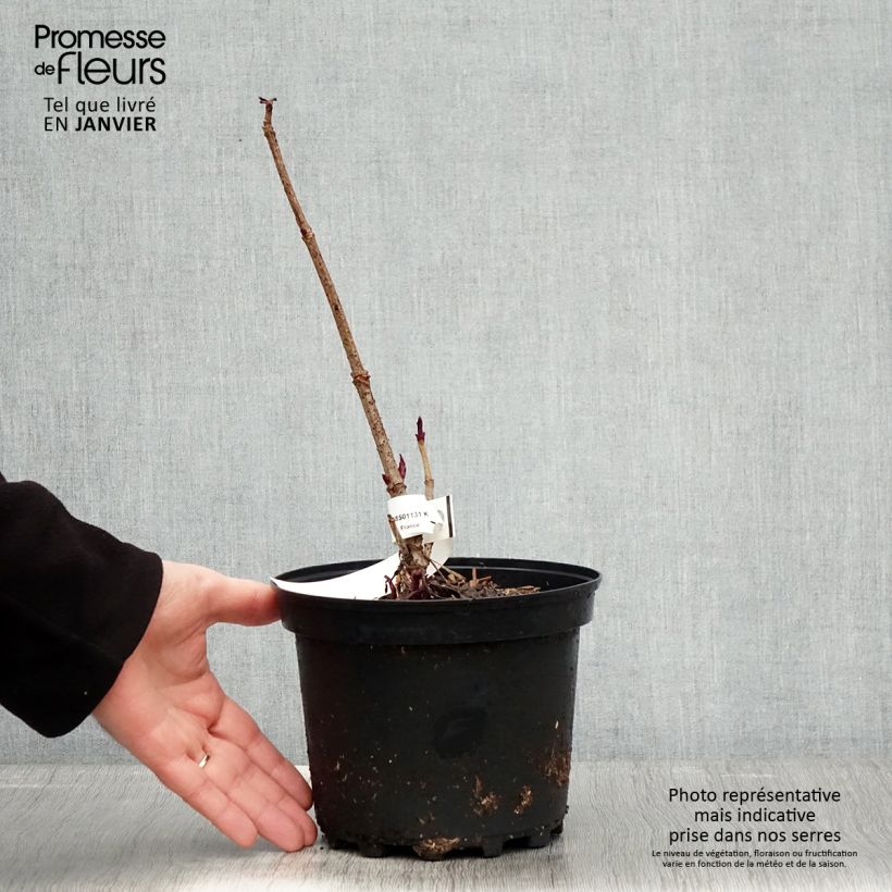 Example of Sambucus Chocolate Marzipan - sureau Pot van 3 l/4 l as you get in hiver