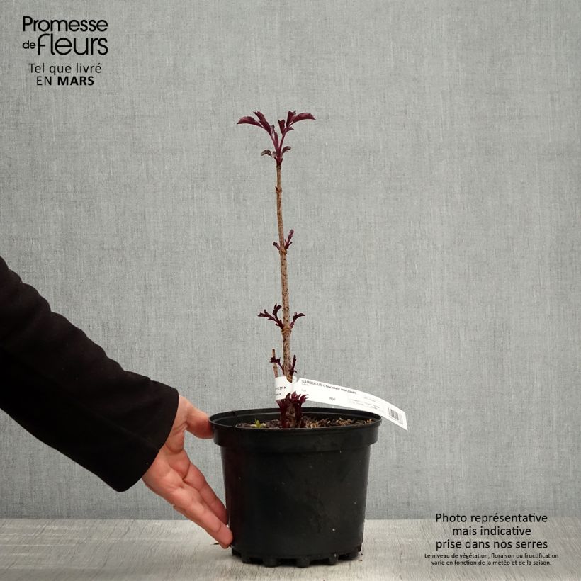 Exemplaar van Sambucus Chocolate Marzipan - Gewone vlier Pot van 3 l/4 l zoals geleverd in de lente