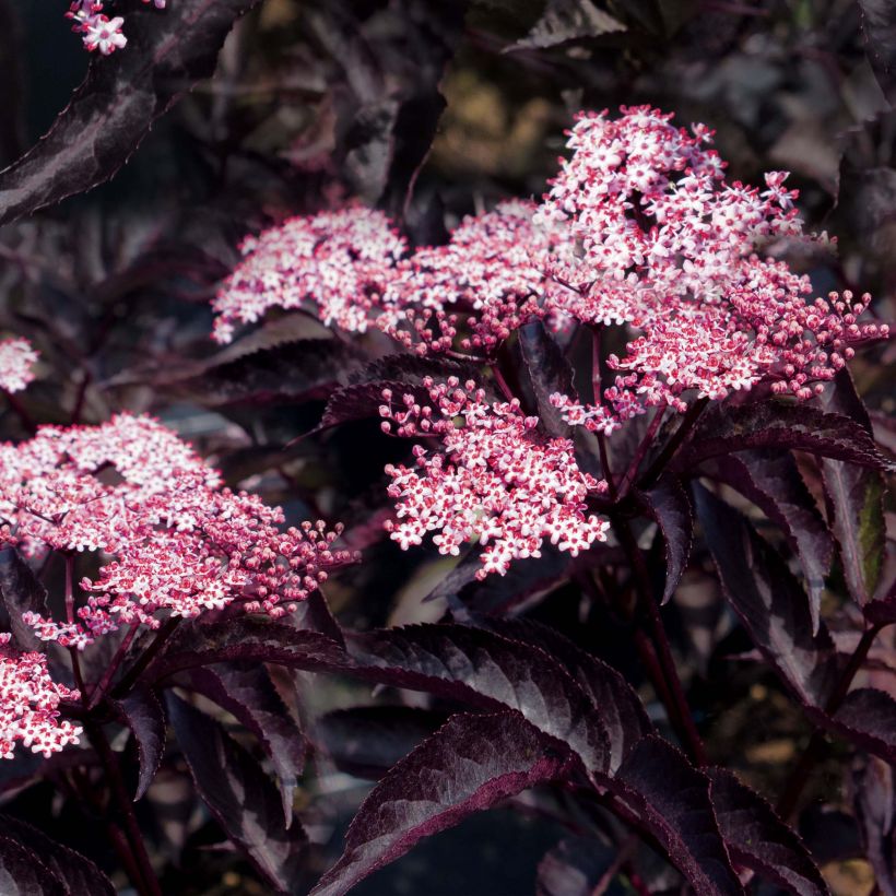 Sambucus nigra Black Beauty - Gewone vlier (Flowering)