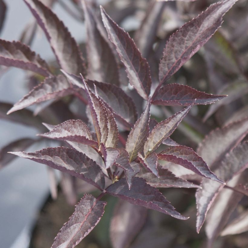Sambucus nigra Black Beauty - Gewone vlier (Foliage)