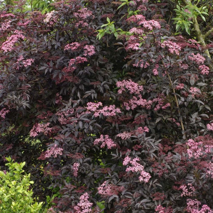 Sambucus nigra Black Beauty - Gewone vlier (Plant habit)