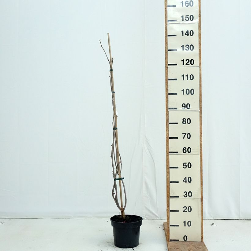 Example of Sambucus nigra Monstrosa - Sureau noir Pot van 4 l/5 l as you get in automne