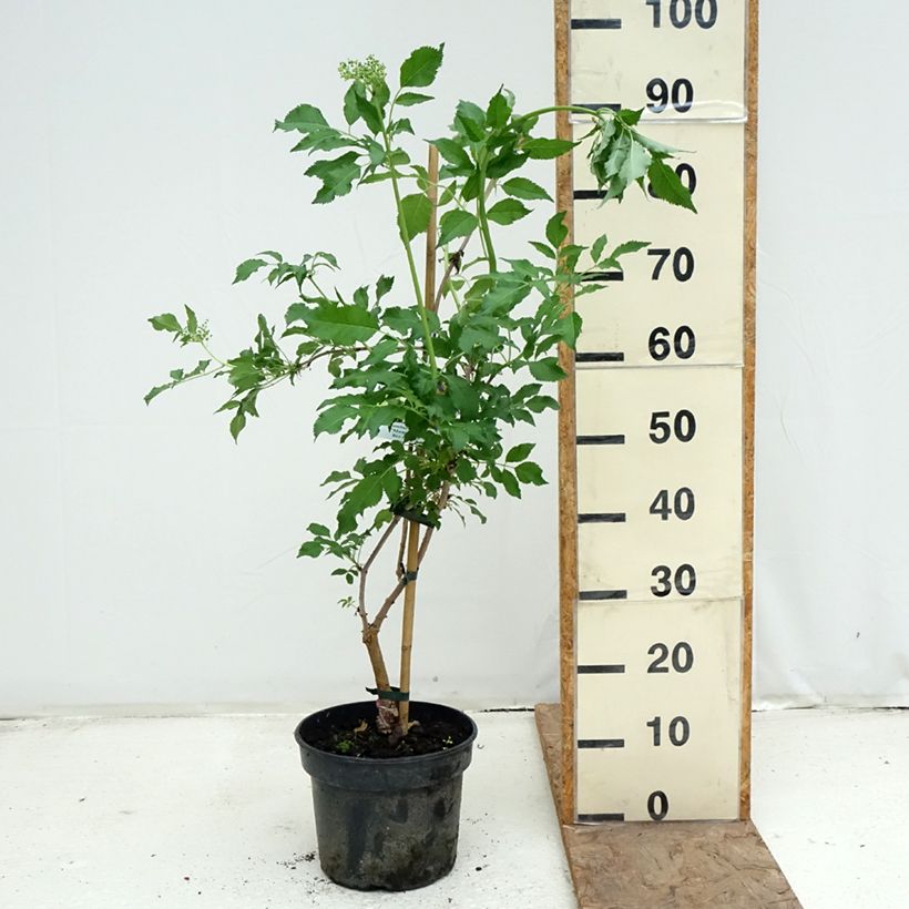 Exemplaar van Sambucus nigra Monstrosa - Gewone vlier Pot van 4 l/5 l zoals geleverd in de lente