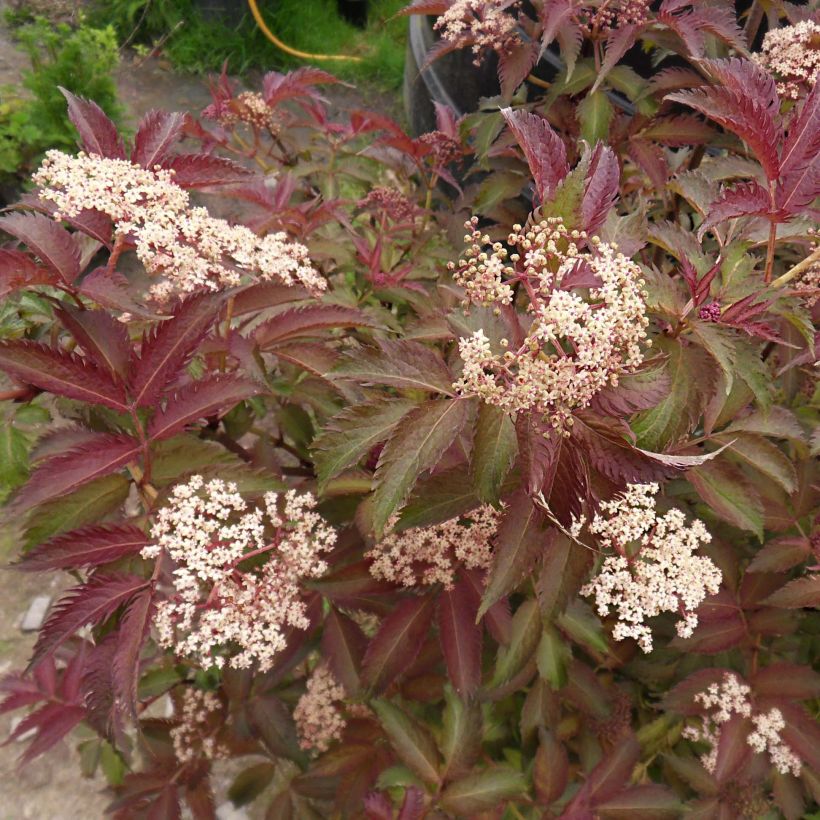 Sambucus nigra Serenade - Gewone vlier (Flowering)