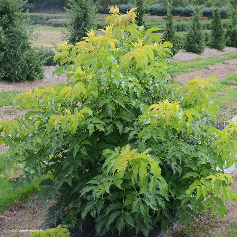 Sambucus nigra Serenade - Gewone vlier (Plant habit)