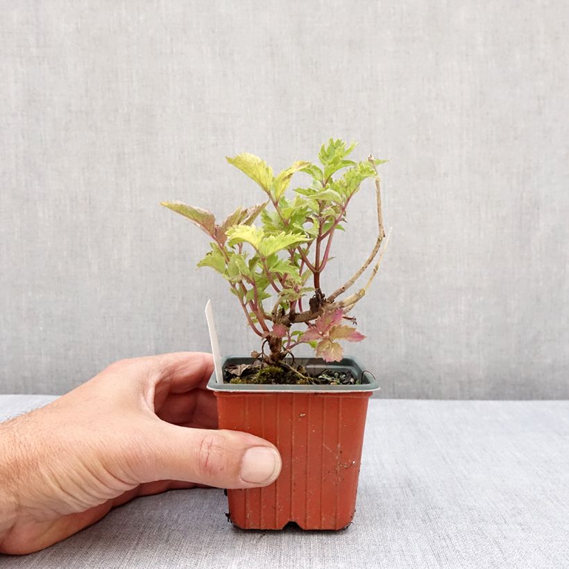 Example of Sambucus nigra Serenade - Sureau noir Kweekpotje van 8/9 cm as you get in printemps