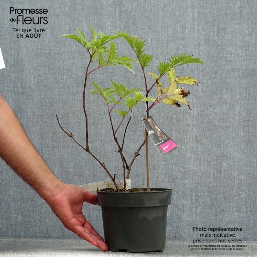 Exemplaar van Sambucus nigra Serenade - Gewone vlier Pot van 3 l/4 l zoals geleverd in de zomer