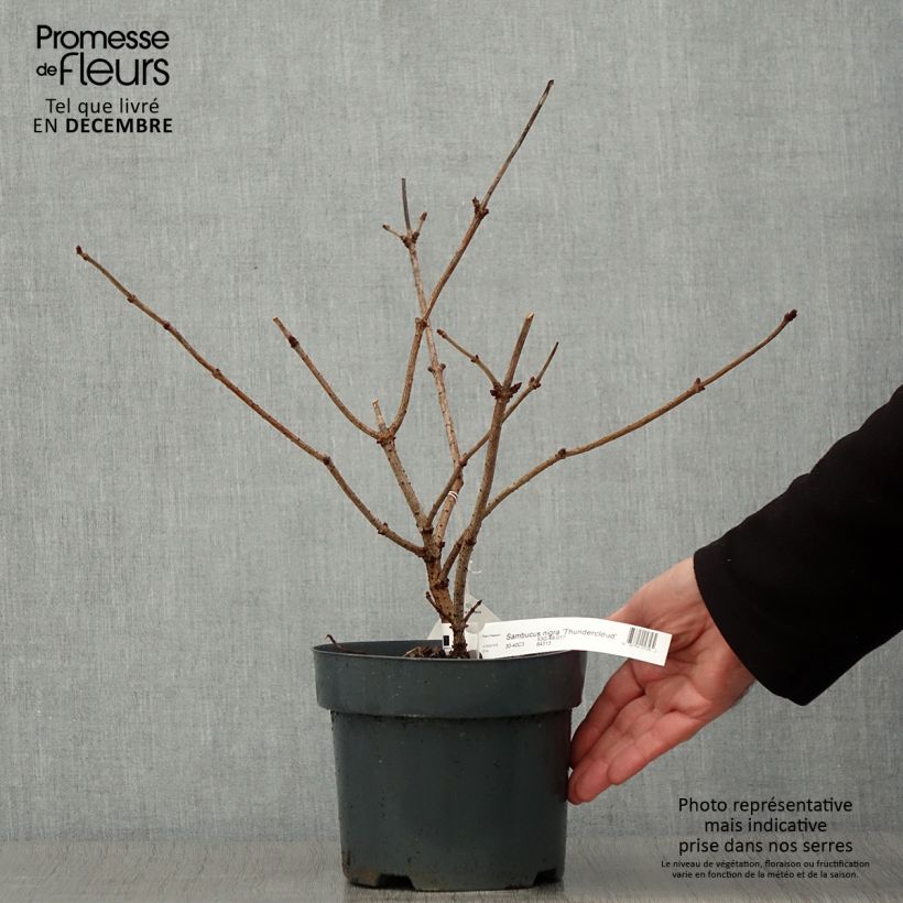 Exemplaar van Sambucus nigra Thundercloud - Gewone vlier Pot van 3 l/4 l zoals geleverd in de herfst