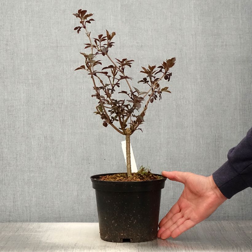 Exemplaar van Sambucus nigra Thundercloud - Gewone vlier Pot van 3 l/4 l zoals geleverd in de lente