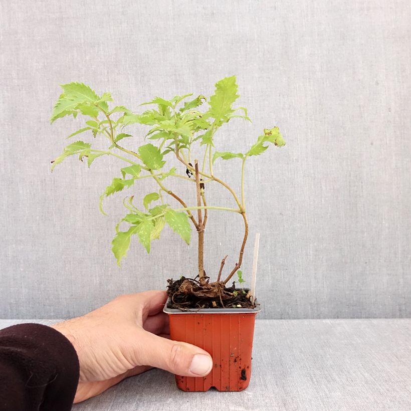 Exemplaar van Sambucus racemosa Plumosa Aurea - Sureau à grappes  Godet de 8/9 cm zoals geleverd in de herfst