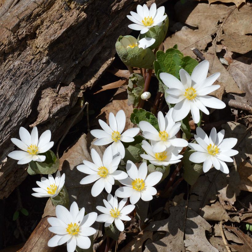 Sanguinaria canadensis - Bloedwortel (Groeiplaats)