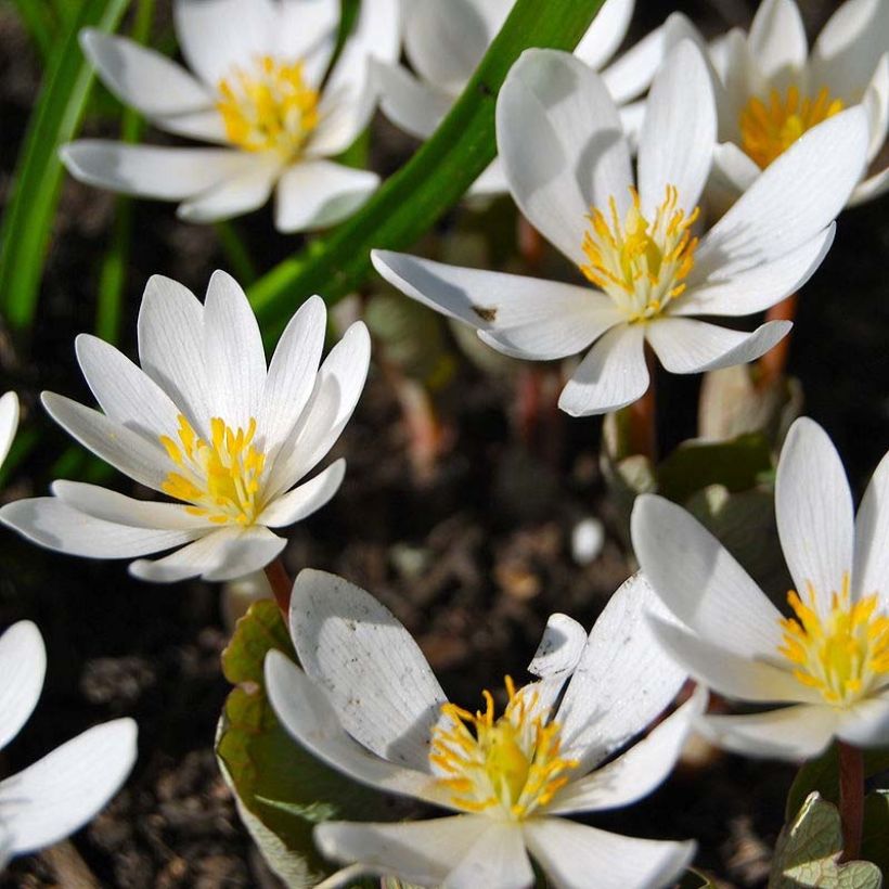Sanguinaria canadensis - Bloedwortel (Bloei)