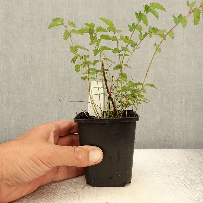 Exemplaar van Sanguisorba Chocolate Tip - Grote pimpernel Kweekpotje van 8/9 cm zoals geleverd in de zomer